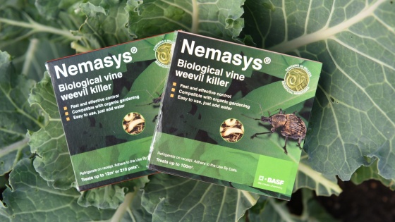 HOW TO CONTROL VINE WEEVILS - DEALING WITH VINE WEEVILS IN YOUR GARDEN 